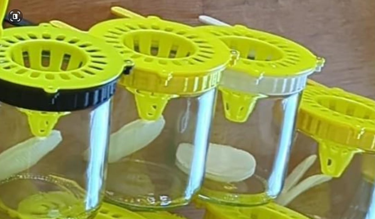 deksel Calve Pindakaas 350 gram (1)