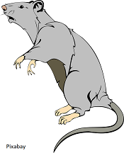Weer ratten in onze wijk
