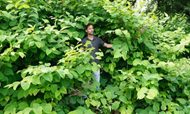 Japanse Duizendknoop planten ook in Valkenswaard