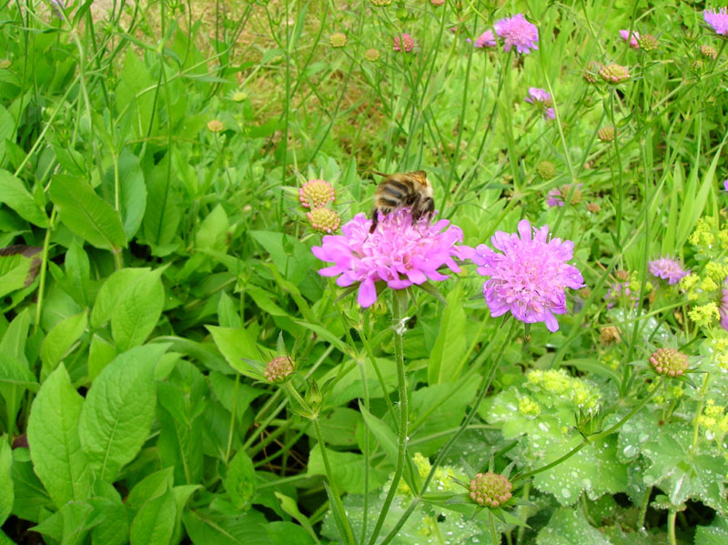 Help mee met het tellen van bloemen in de berm voor het IVN